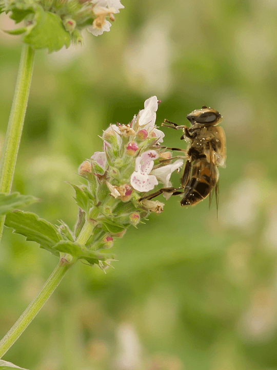 Nepeta cataria